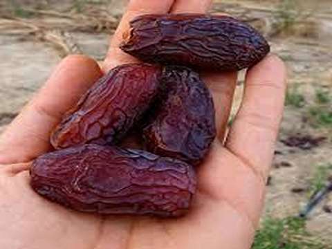 خرما مجول لوکس